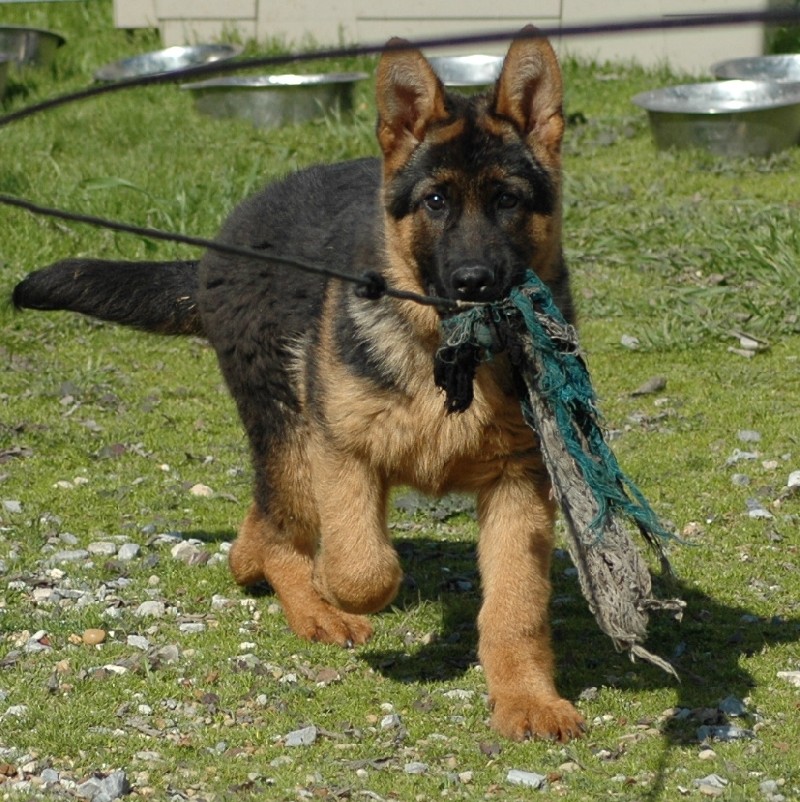 alsatian dog training