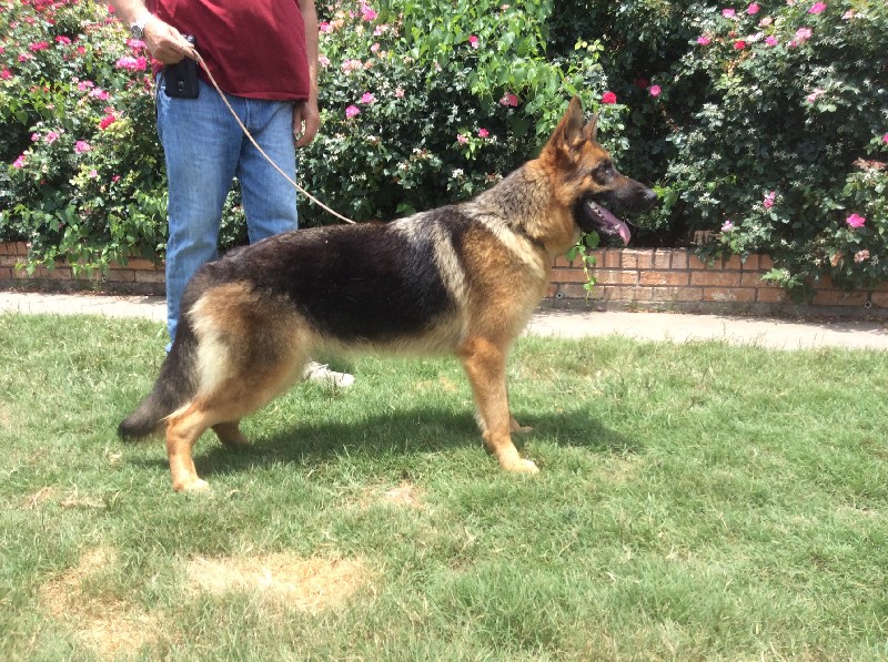 gsd for sale