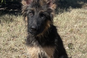 Vance vom Nevadahaus - Previous Puppy Litters