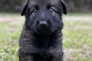 Jordan vom Nevadahaus - German Shepherd Puppies