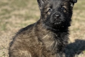 Jessie vom Nevadahaus - German Shepherd Puppies