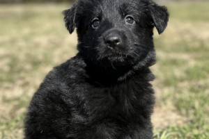 Jubilee vom Nevadahaus - Reserved - German Shepherd Puppies