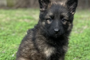 Janie vom Nevadahaus - German Shepherd Puppies