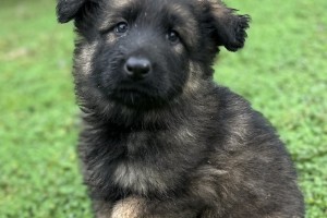 Jake vom Nevadahaus - German Shepherd Puppies