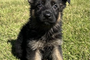 Korbie vom Nevadahaus - German Shepherd Puppies