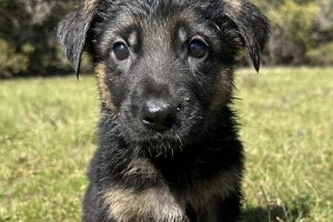 Kubby vom Nevadahaus - German Shepherd Puppies