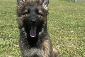 Jessie vom Nevadahaus - German Shepherd Puppies