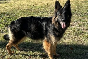 Longcoat Puppies of Vanessa and Mohawk born 12/21/24 - German Shepherd Puppies