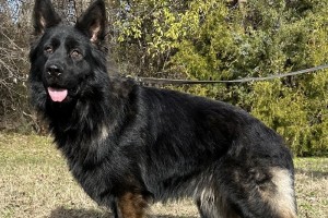 Mohawk von der Queencalibras House - German Shepherd Studs