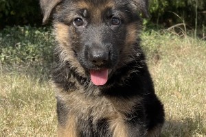 German Shepherd Puppies for Sale | German Shepherd Breeders of Texas ...