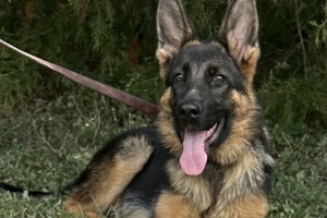 Uba vom Zellwaldrand - German Shepherd Puppies