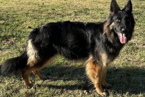 Vanessa vom Nevadahaus - German Shepherd Breeding Females