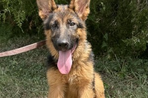 Vinzent vom Zellwaldrand - German Shepherd Puppies