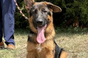 Vitus vom Zellwaldrand - German Shepherd Puppies