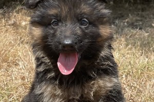 Weston vom Nevadahaus - Previous Puppy Litters