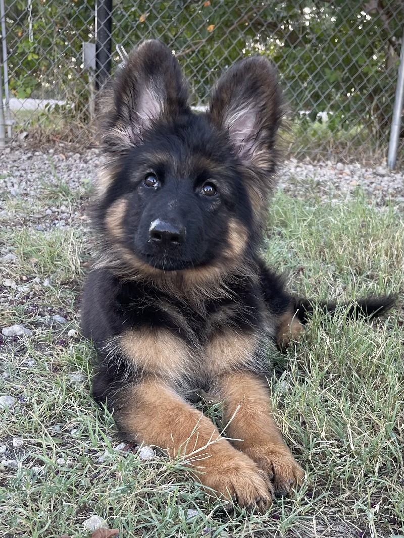 Victor vom Nevadahaus | Nevada Haus German Shepherd Puppies