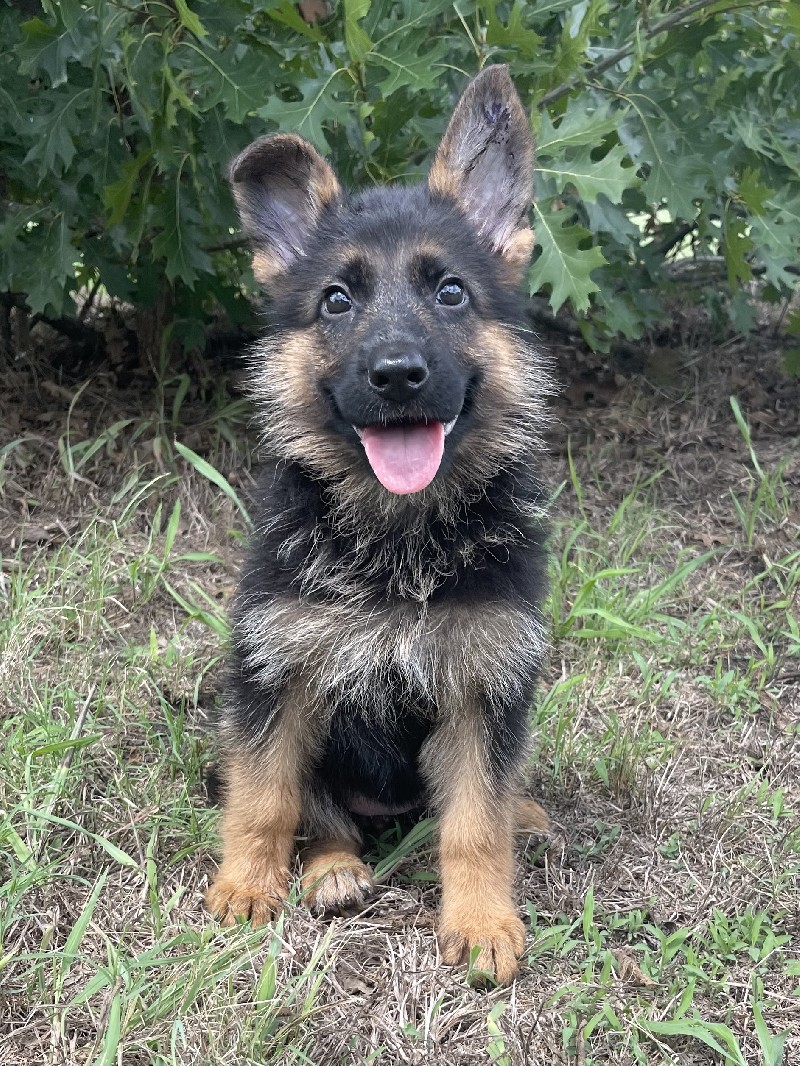 Xarah vom Nevadahaus | Nevada Haus German Shepherd Puppies