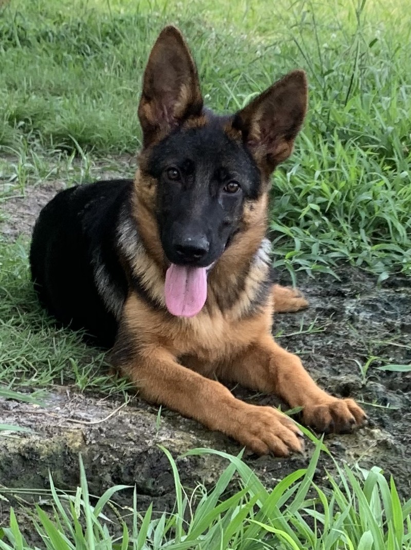 Abby vom Nevadahaus | Nevada Haus German Shepherd Puppies