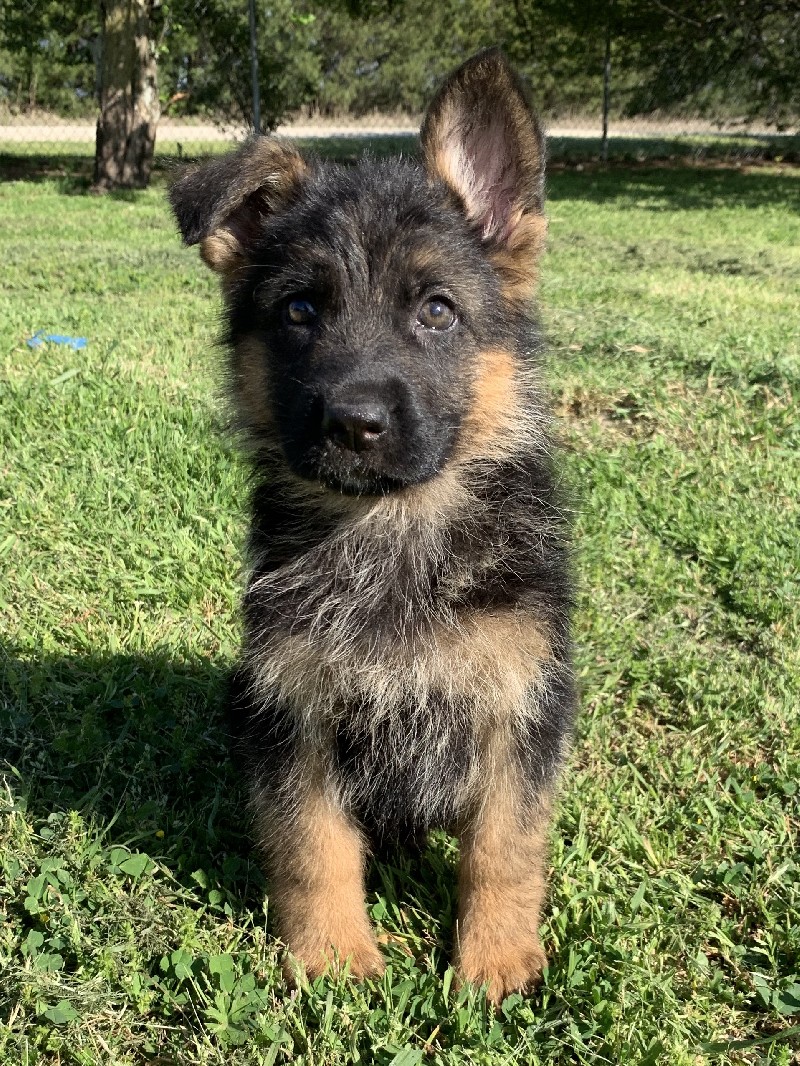 Ace vom Nevadahaus | Nevada Haus German Shepherd Puppies