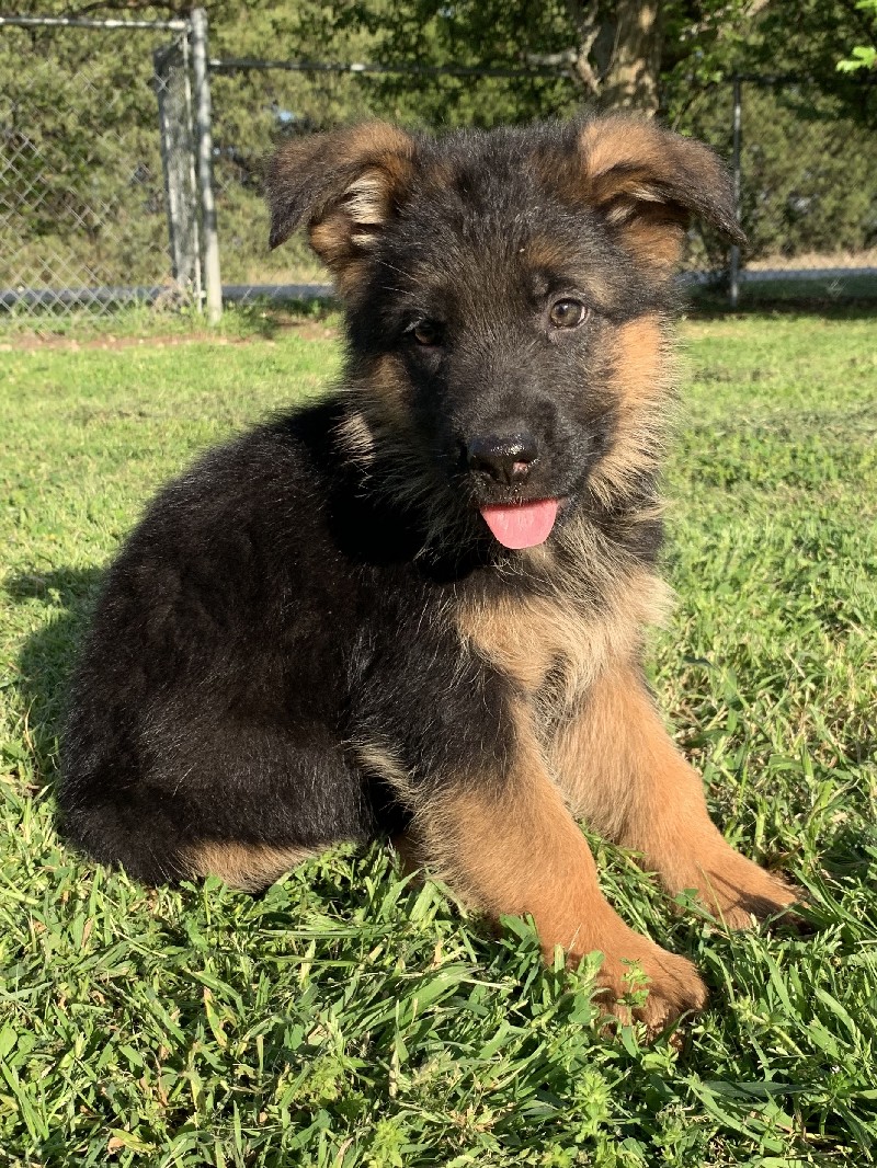 Alex vom Nevadahaus | Nevada Haus German Shepherd Puppies