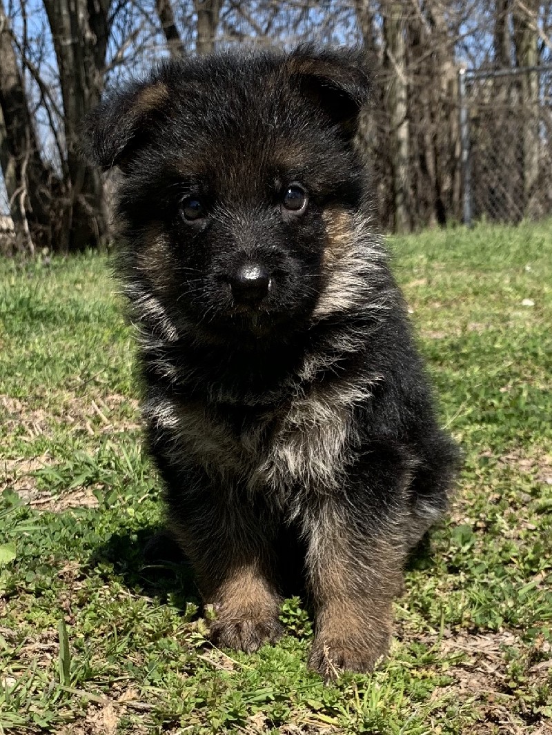 Allie vom Nevadahaus | Nevada Haus German Shepherd Puppies