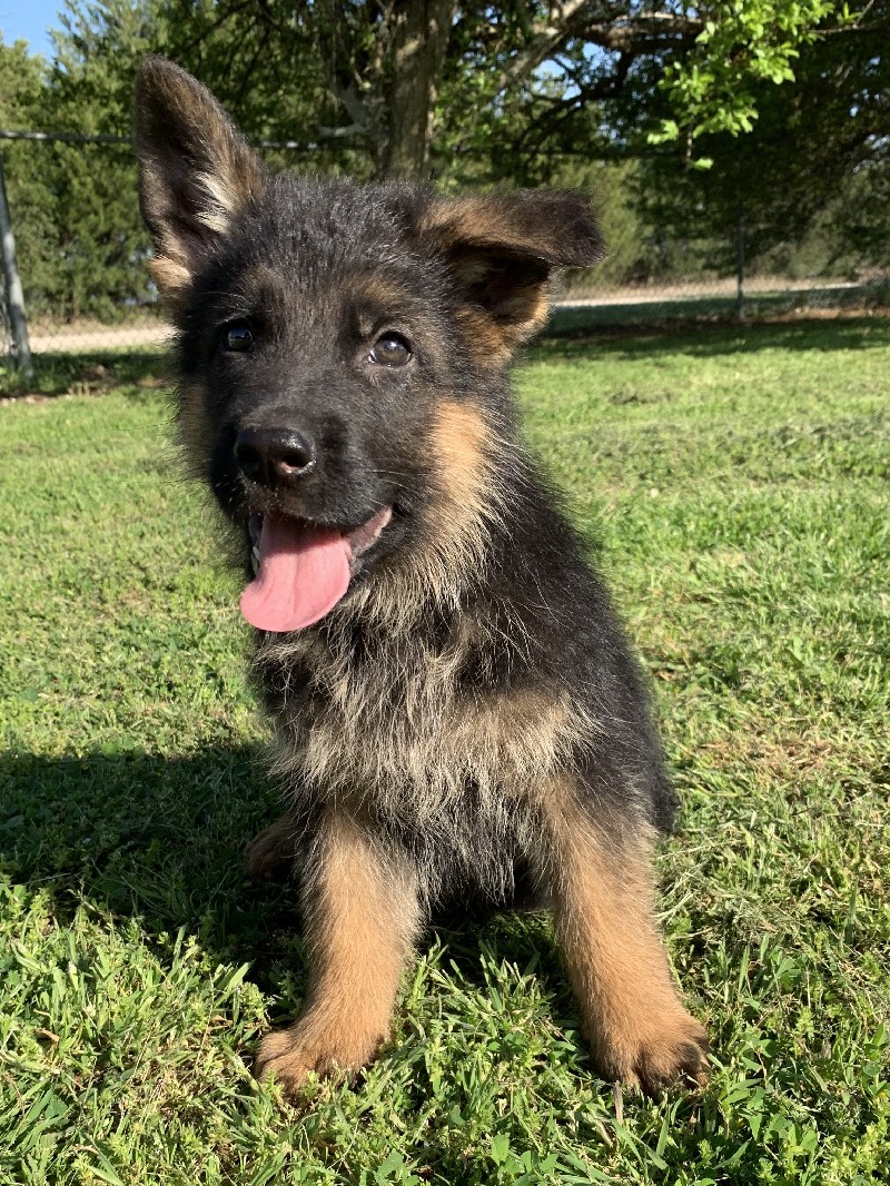 Andy vom Nevadahaus | Nevada Haus German Shepherd Puppies