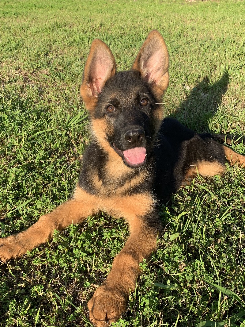 Anson vom Nevadahaus | Nevada Haus German Shepherd Puppies