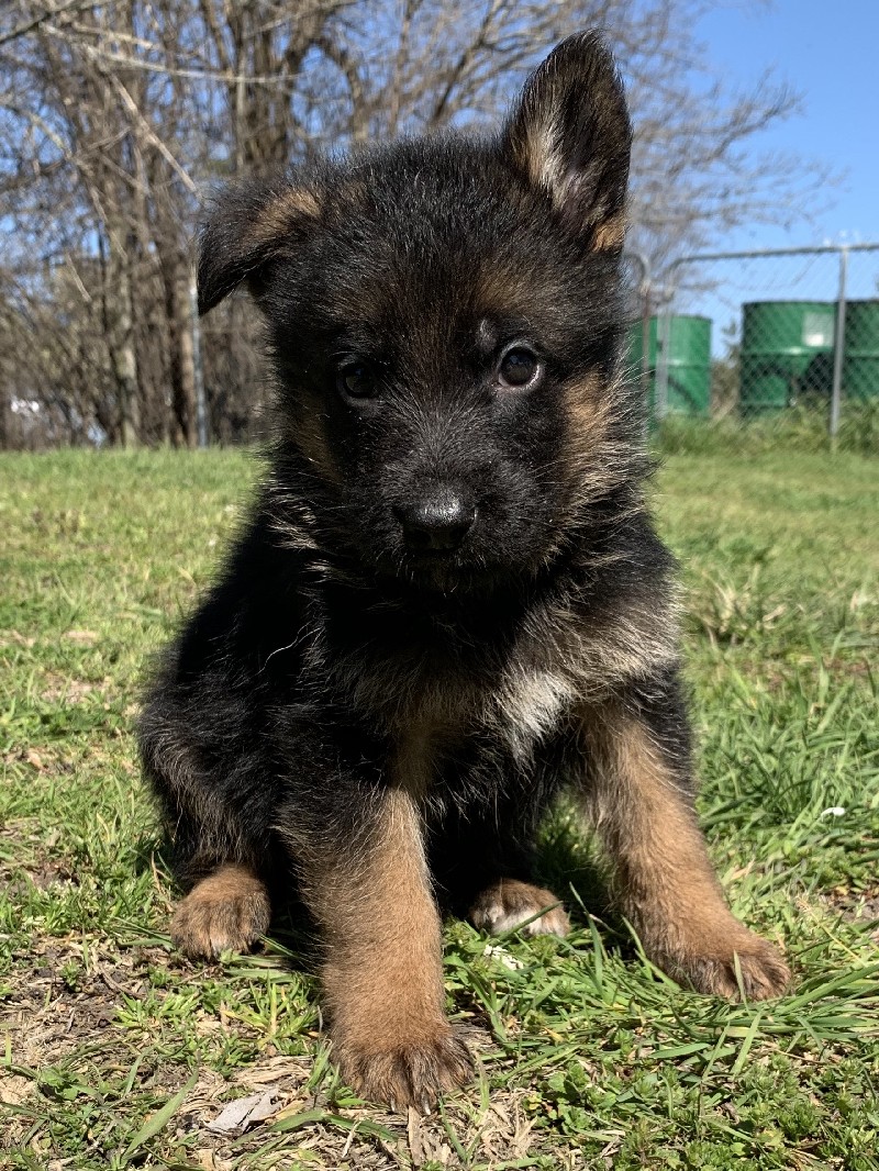 Astro vom Nevadahaus | Nevada Haus German Shepherd Puppies