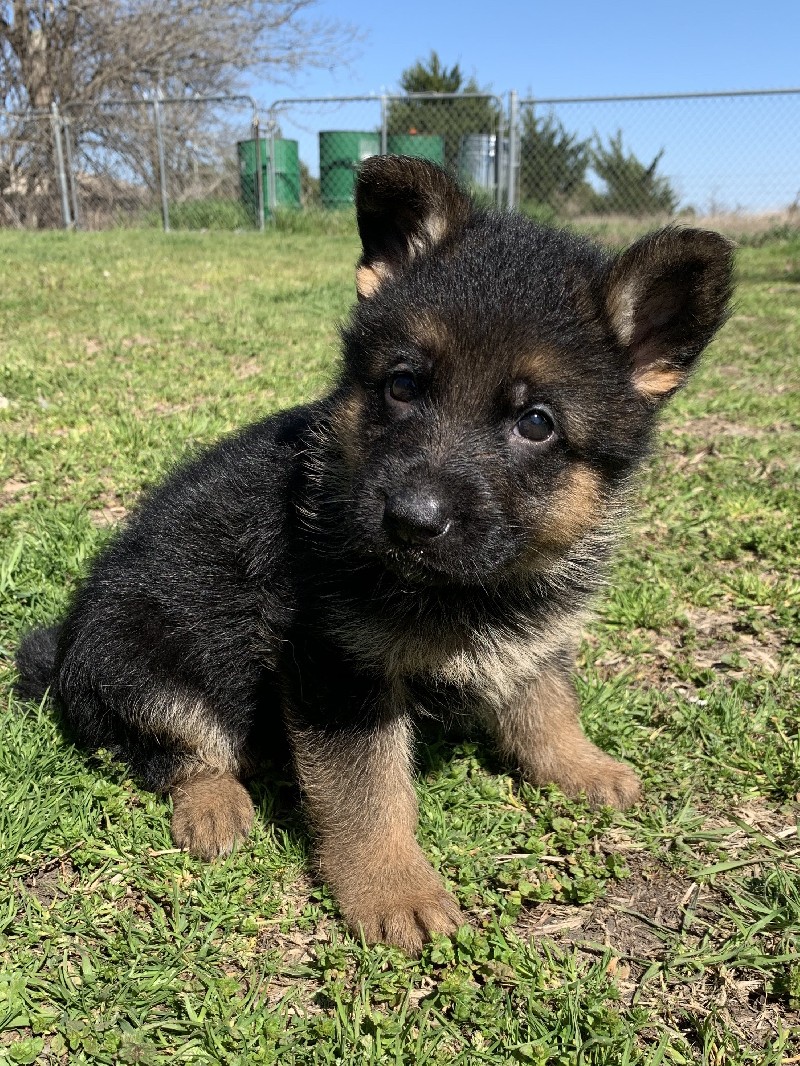 Atticus vom Nevadahaus | Nevada Haus German Shepherd Puppies