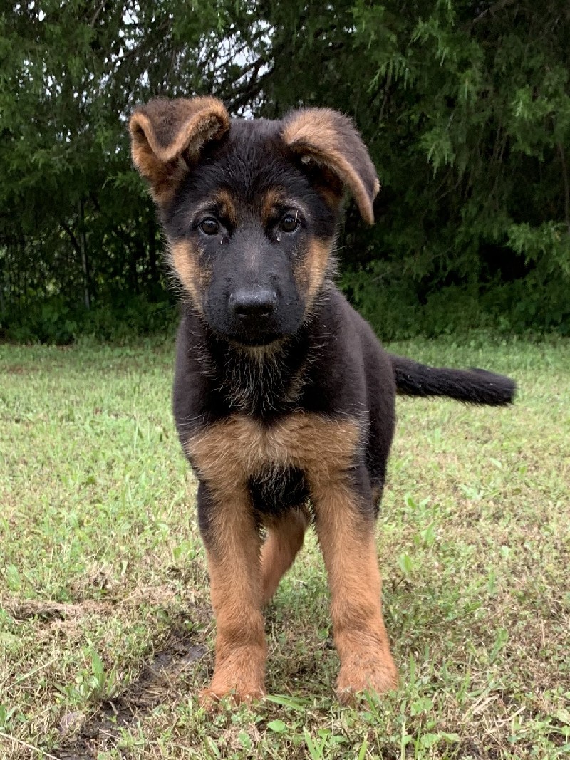 Brandon vom Nevadahaus | Nevada Haus German Shepherd Puppies