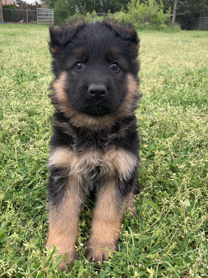 Brock vom Nevadahaus  **Breeder's Choice** **Sold**