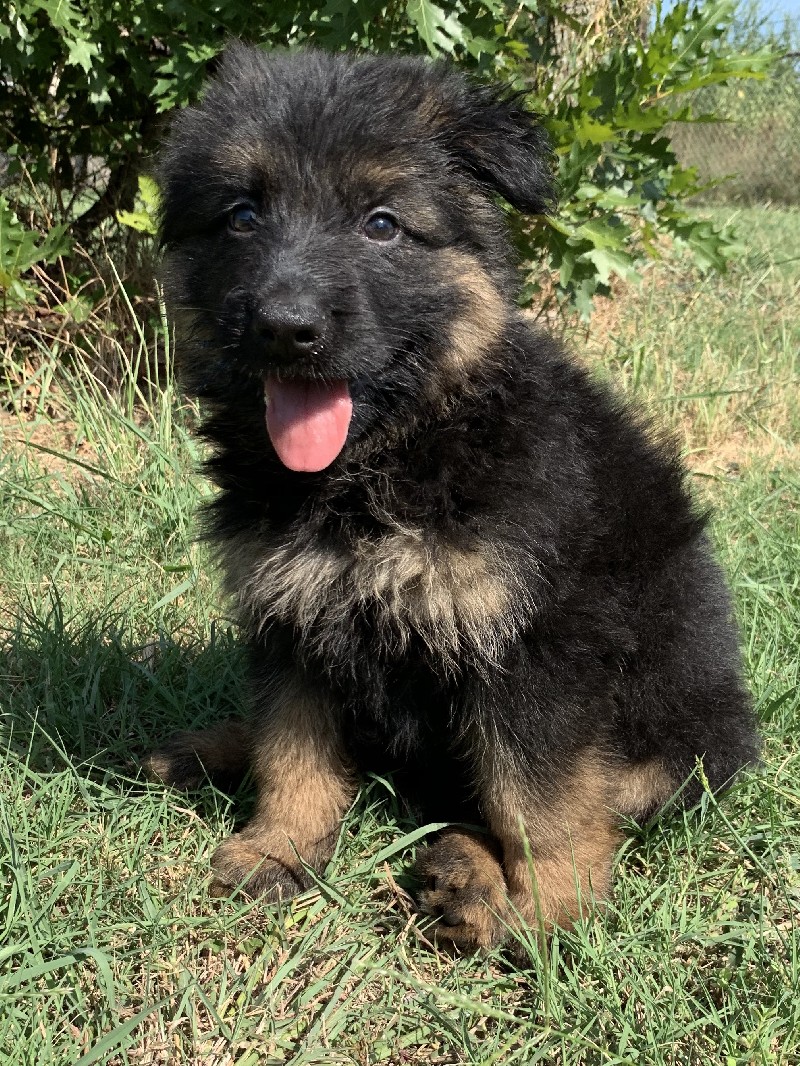 Chase vom Nevadahaus | Nevada Haus German Shepherd Puppy for Sale