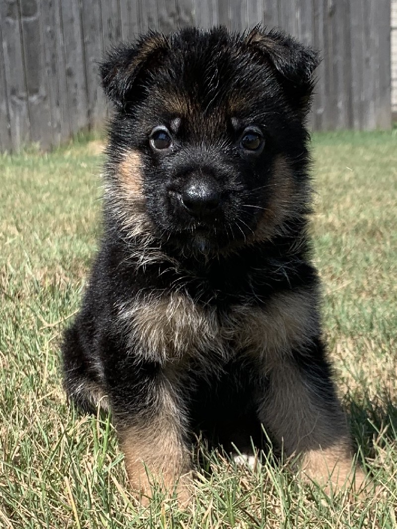 Dalton vom Nevadahaus | Nevada Haus German Shepherd Puppies