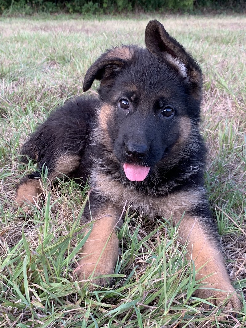 Danika vom Nevadahaus | Nevada Haus German Shepherd Puppies