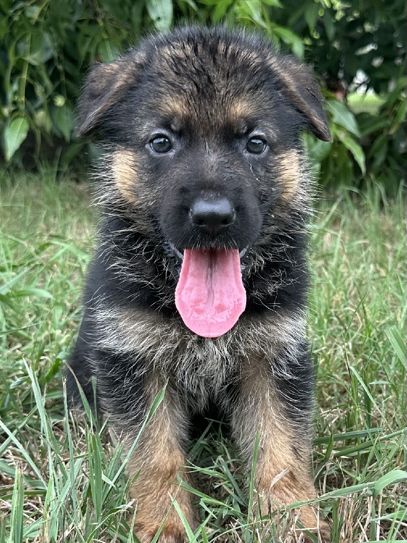 Dante vom Nevadahaus | Nevada Haus German Shepherd Puppies