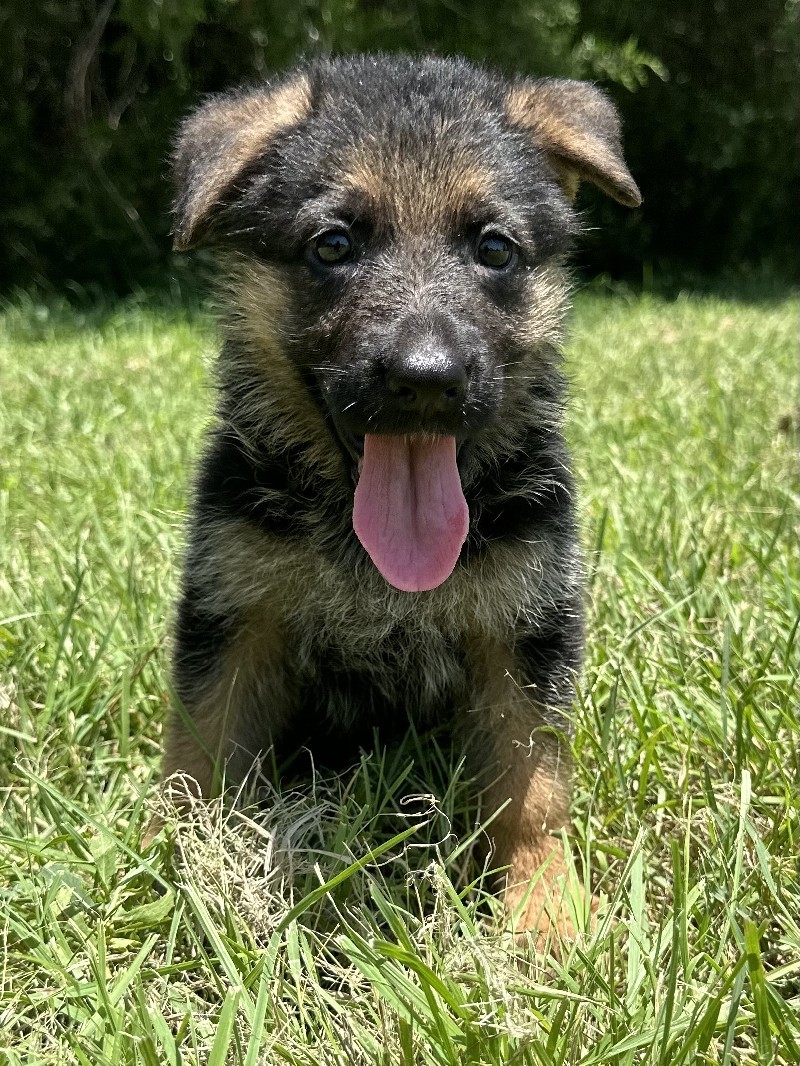 Demi vom Nevadahaus | Nevada Haus German Shepherd Puppies