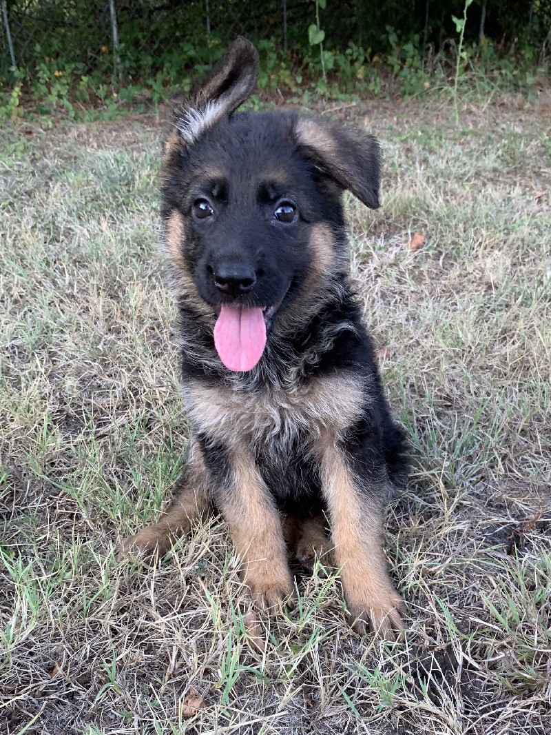 Destiny vom Nevadahaus | Nevada Haus German Shepherd Puppies