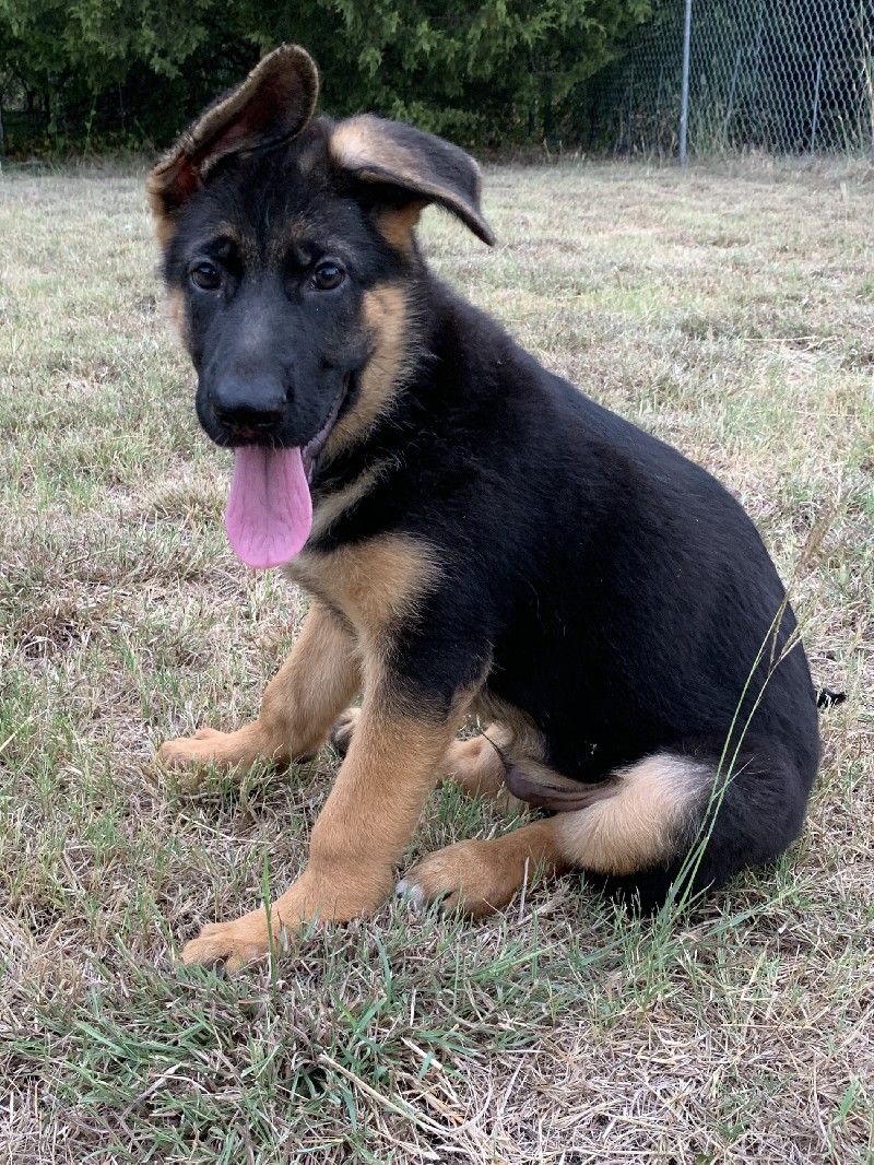 Dexter vom Nevadahaus | Nevada Haus German Shepherd Puppies