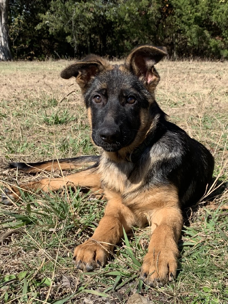 Dillon vom Nevadahaus | Nevada Haus German Shepherd Puppies