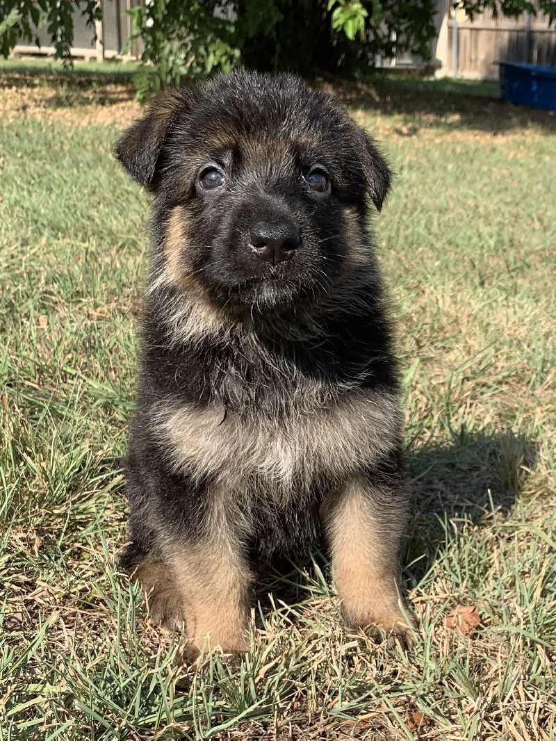 Dillon vom Nevadahaus Nevada Haus German Shepherd Puppies