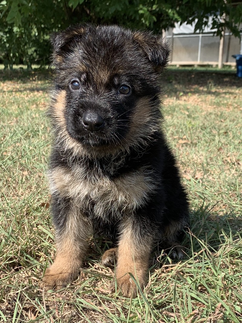 Drogo vom Nevadahaus | Nevada Haus German Shepherd Puppies