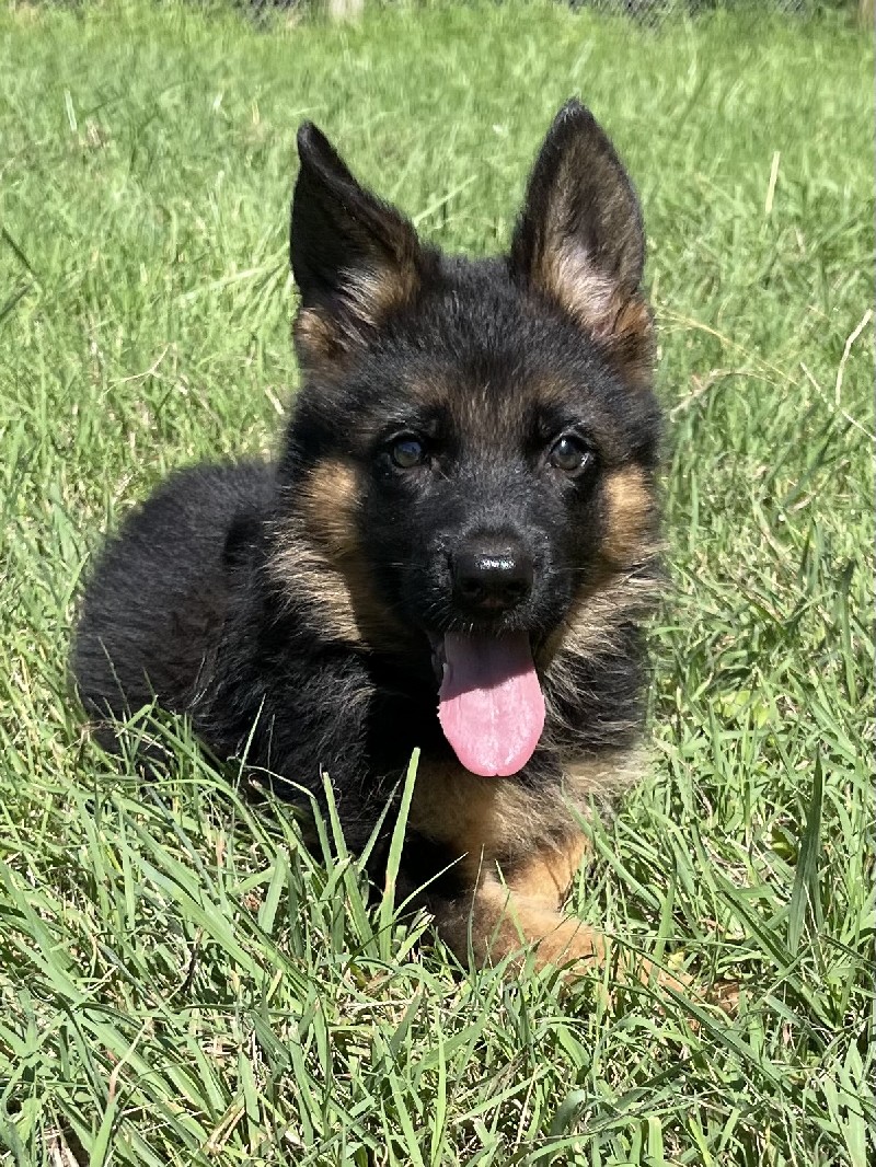 Ethan vom Nevadahaus | Nevada Haus German Shepherd Puppy