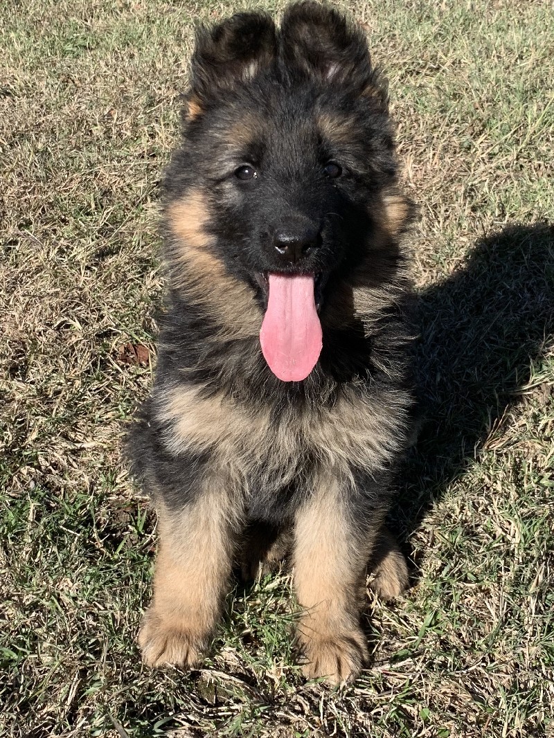 Gabby vom Nevadahaus | Nevada Haus German Shepherd Puppies