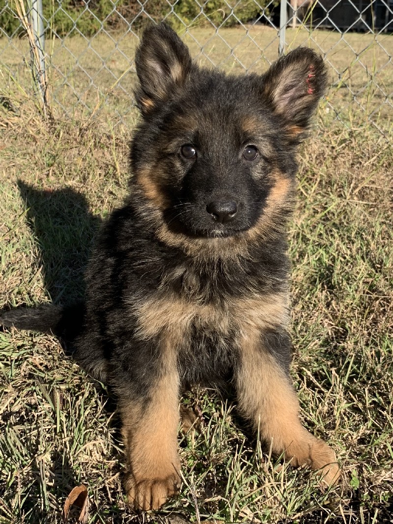 Geneva vom Nevadahaus | Nevada Haus German Shepherd Puppies