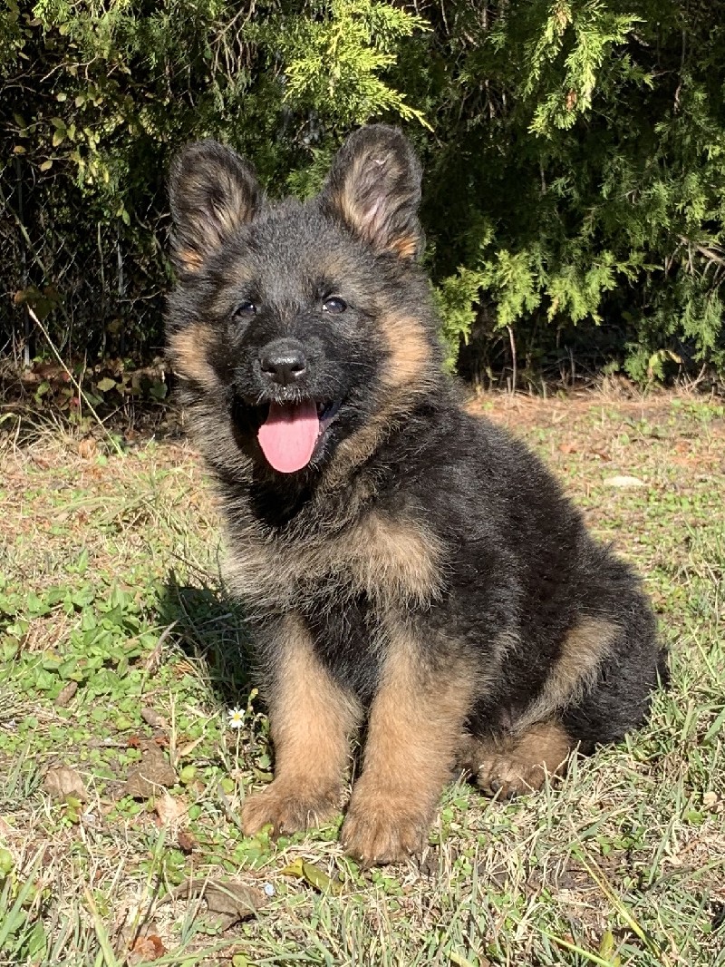 Gerika vom Nevadahaus | Nevada Haus German Shepherd Puppies