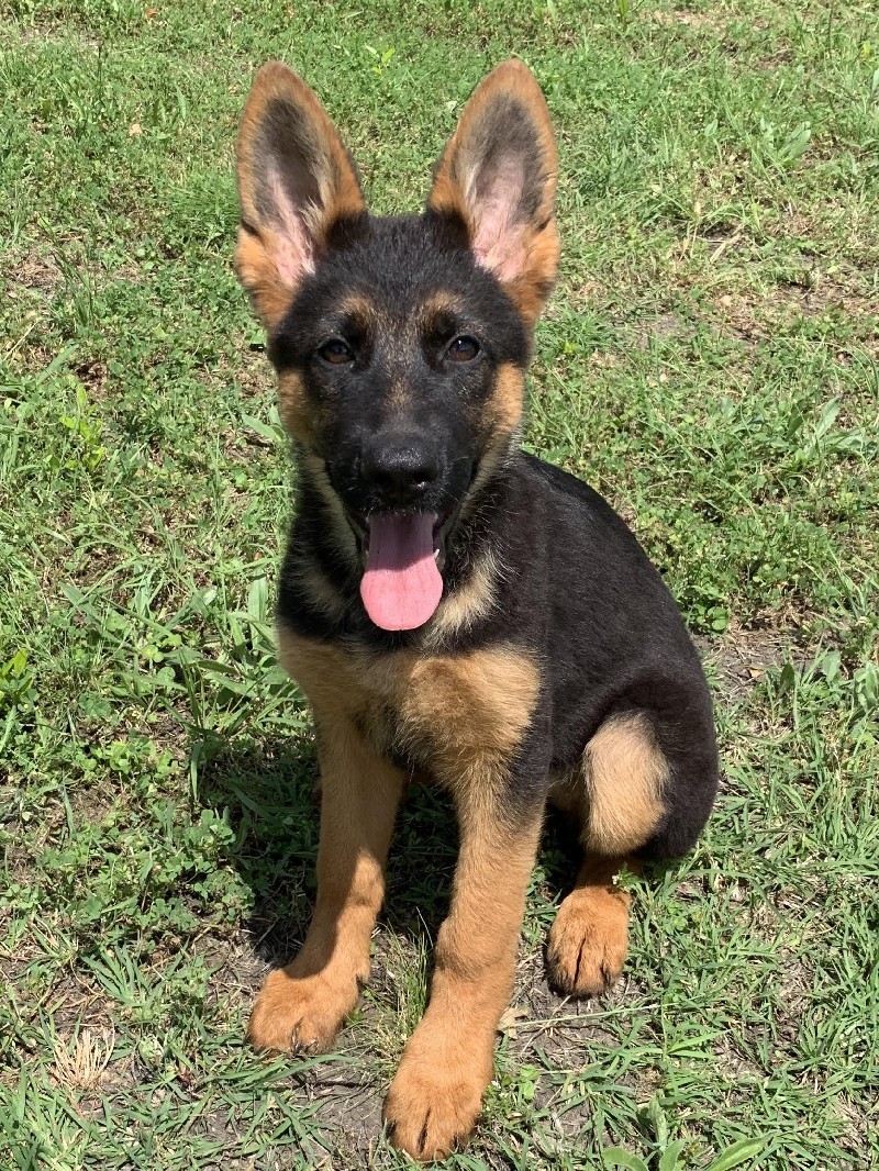 Betsy vom Nevadahaus | Nevada Haus German Shepherd Puppies **SOLD**