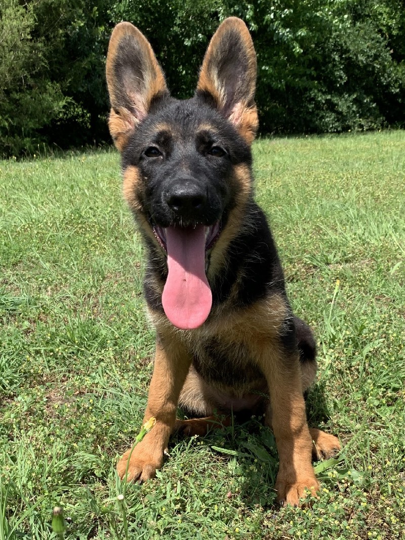 Brienne vom Nevadahaus **Breeders Choice** | Nevada Haus German Shepherd Puppies