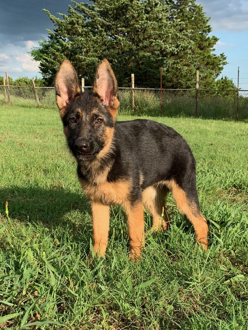 Maggie vom Nevadahaus | Nevada Haus German Shepherd Puppies