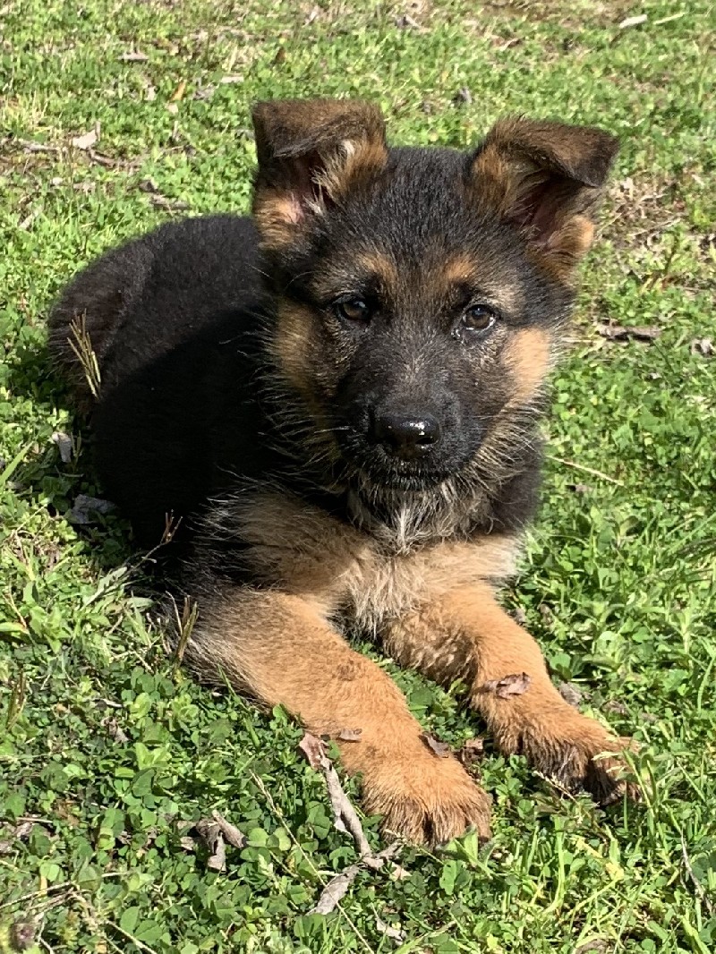 Xena vom Nevadahaus | Nevada Haus German Shepherd Puppies