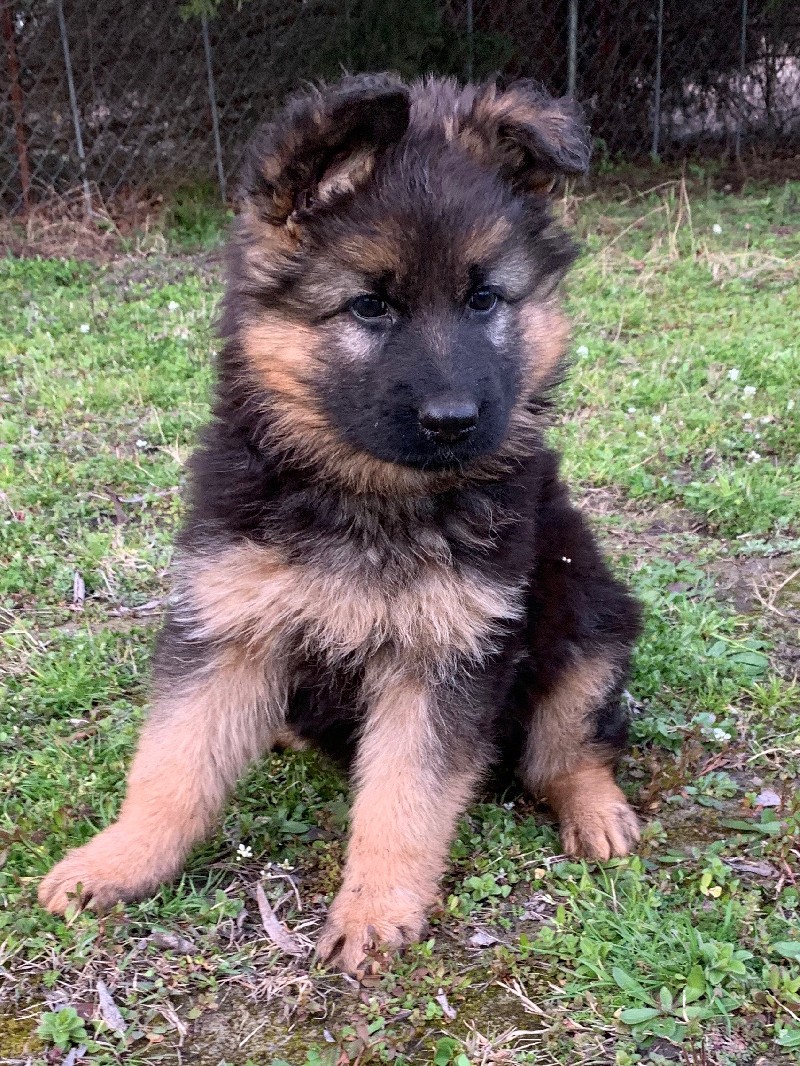 Yahtzee vom Nevadahaus | Nevada Haus German Shepherd Puppies